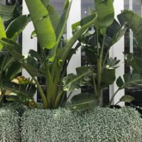 Planted among silver-green foliage, including the Strelitzia 'Giant Bird of Paradise' in a 6" pot, tropical banana plants with large green leaves enhance the area in front of a white windowed structure.