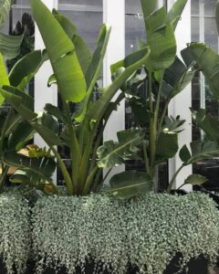 Planted among silver-green foliage, including the Strelitzia 'Giant Bird of Paradise' in a 6" pot, tropical banana plants with large green leaves enhance the area in front of a white windowed structure.