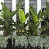 Dichondra 'Silver Falls'