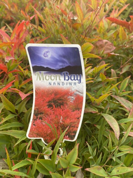 Nandina 'Moon Bay' 6" Pot