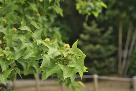 Platanus 'London Plane Tree' 7" Pot
