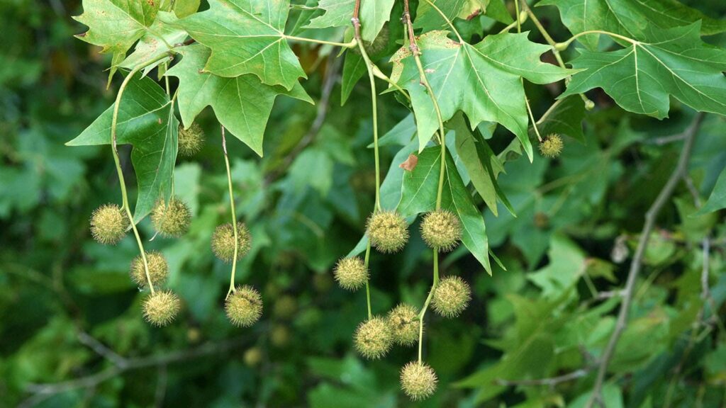 platanus-london-plane-tree-hello-hello-plants