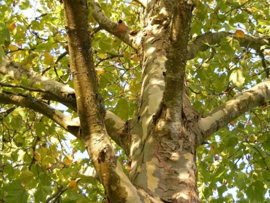 Platanus 'London Plane Tree' 7" Pot