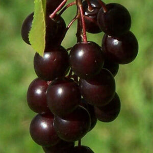 A bunch of black cherries hanging from a Prunus 'Sunburst' Cherry 10" Pot tree.