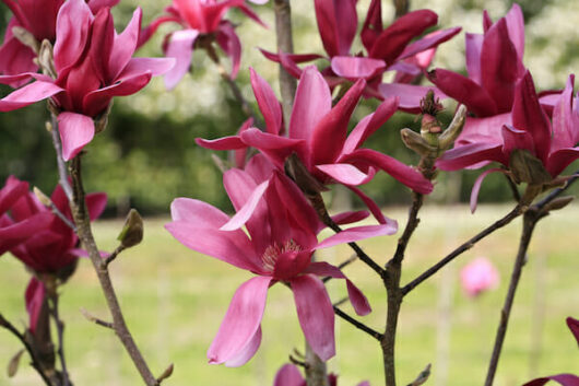 Magnolia 'Burgundy Star™' 13" Pot is a breathtaking tree that showcases the timeless beauty of the magnolia flower. Known for its stunning burgundy colored petals, this magnolia variety adds a touch of elegance.