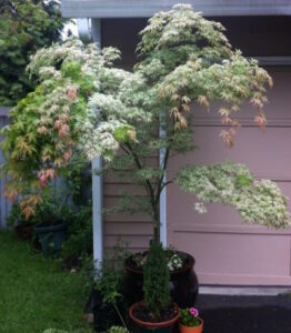 An Acer 'Floating Cloud' Japanese Maple 13" Pot delicately graces the area in front of a garage.