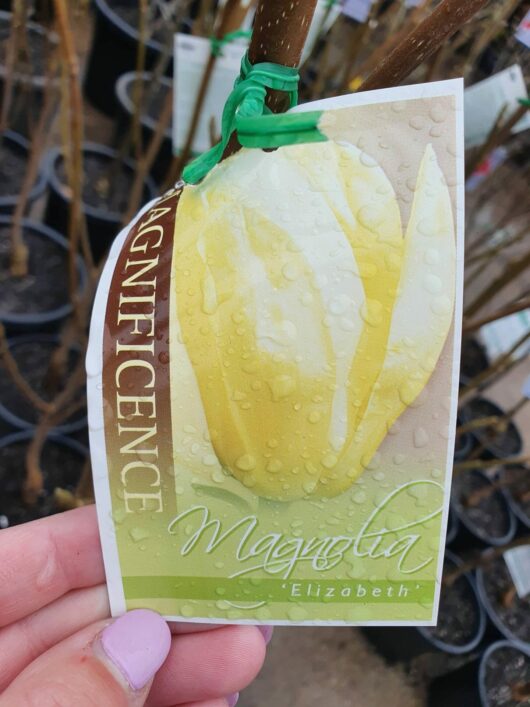 A hand holding a plant label for a Magnolia 'Elizabeth' flowering tree with a photo of a yellow flower, glistening with raindrops.