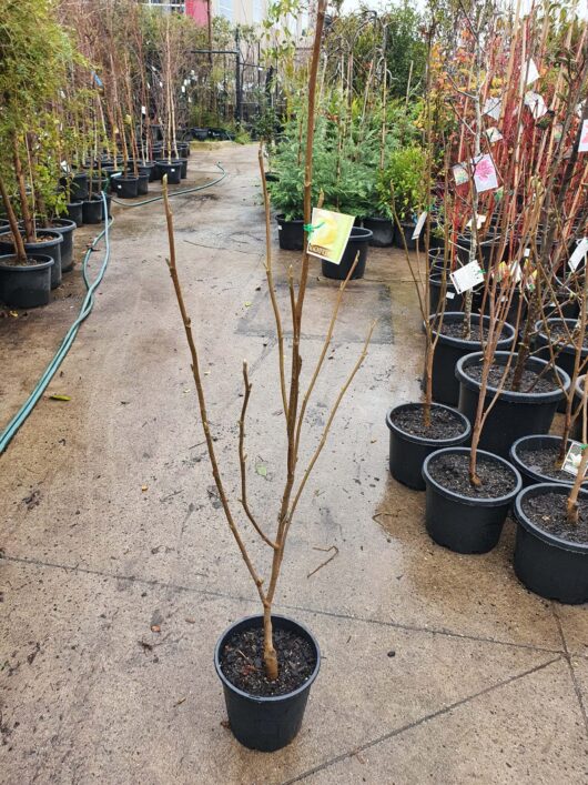 Young Magnolia 'Elizabeth' tree with bare branches in a black pot at a nursery, surrounded by other potted trees and plants, with a hose on the ground.