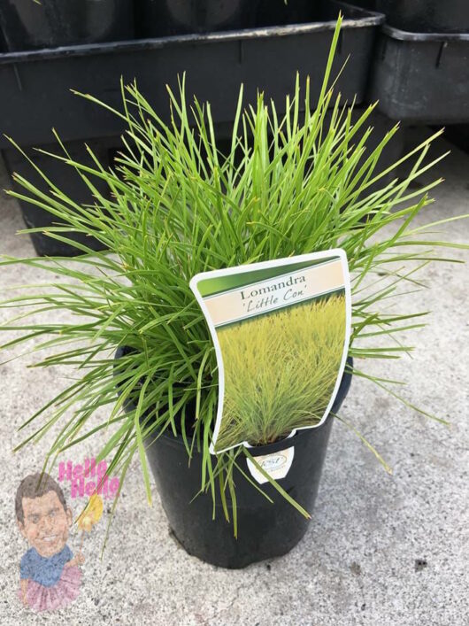 Lomandra Little Con