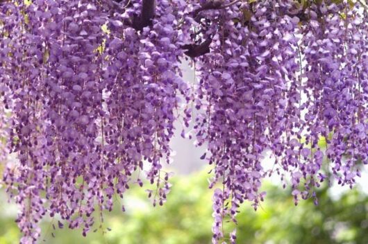 A Wisteria 'Royal Purple' 6" Pot hanging from a tree.