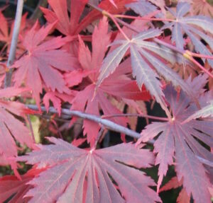 Acer 'Yasemin' Japanese Maple 10" Pot-Red leaves in a garden.