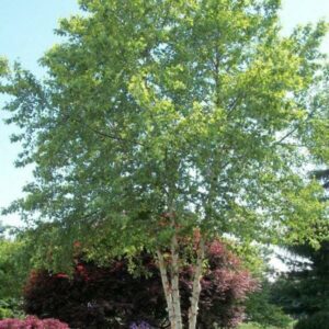 A tall Betula 'River Birch' 13" Pot with lush green leaves stands in the garden, surrounded by various other plants and shrubs. The sun shines, casting dappled light through the foliage.