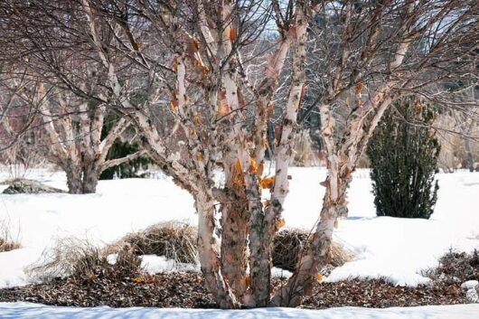 Winter landscape featuring multiple Betula 'River Birch' 13" Pot trees with their white peeling bark standing in a snowy area. Sparse vegetation and patches of dried grass are visible in the foreground and background, adding to the serene beauty of this river birch scene.