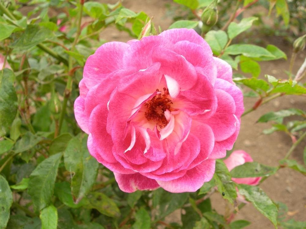 Close-up of a vibrant Rose 'Brilliant Pink Iceberg' with delicate petals and visible stamens, surrounded by green leaves.