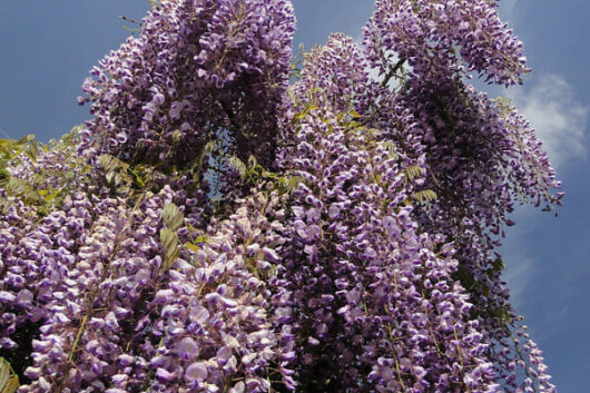 Wisteria 'Royal Purple'