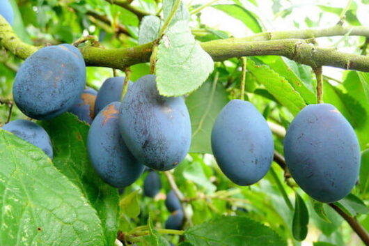 Ripe Prunus 'Damson' Plums hanging on a tree branch.