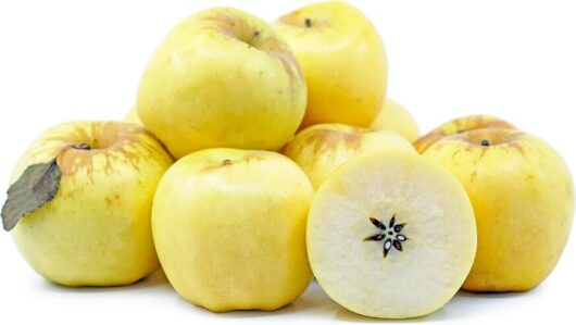 A group of Malus 'Golden Delicious' Apples, with one apple cut in half revealing its seeds, is displayed on a white background.
