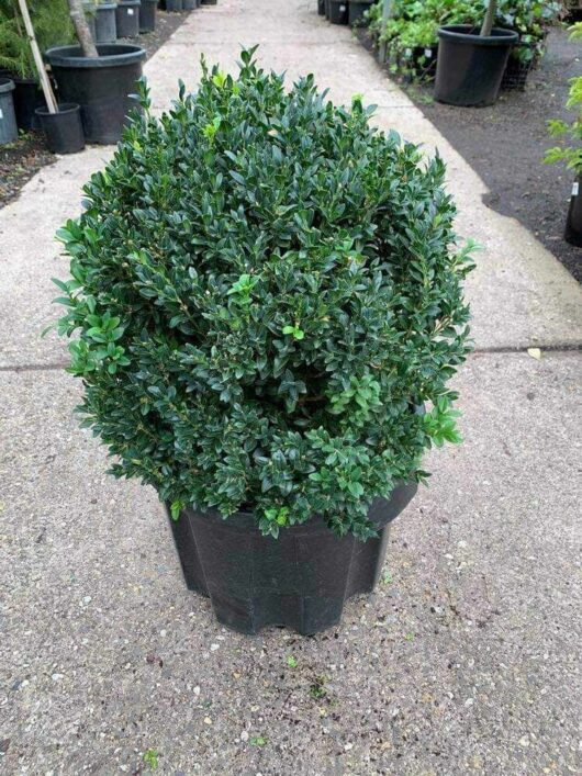 Buxus 'English Box' Topiary Ball 16" Pot