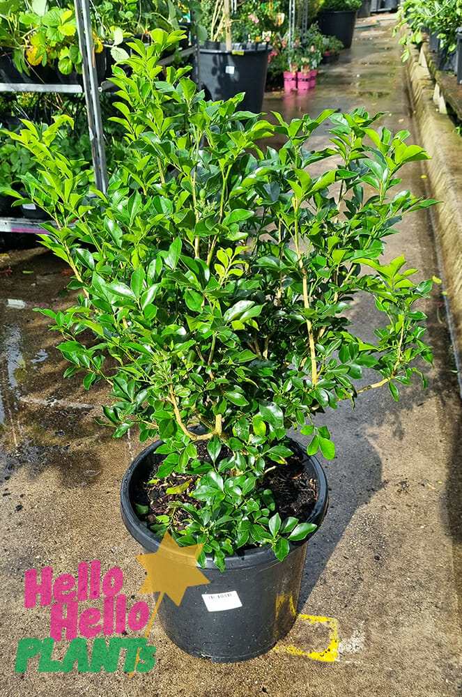 Orange jessamine discount