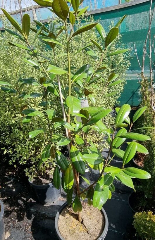 Magnolia 'Greenback™' 13" Pot