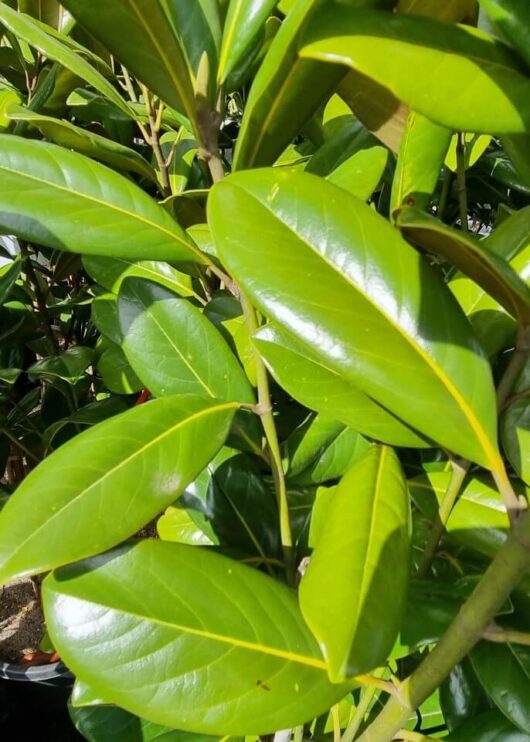Magnolia ‘Greenback™’