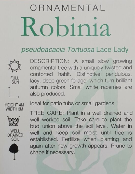 Robinia 'Lace Lady' Standard 16" Pot