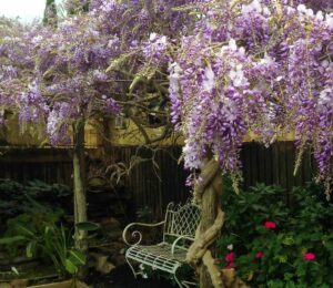 Hello Hello Plants Nursery Campbellfield Melbourne Victoria Australia Wisteria sinensis Chinese Wisteria purple wisteria flowers over bench