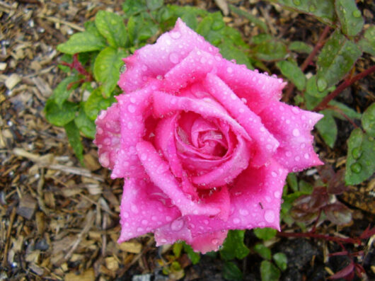 Rose 'Jacaranda'