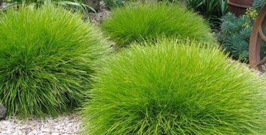 Lomandra 'Little Con'