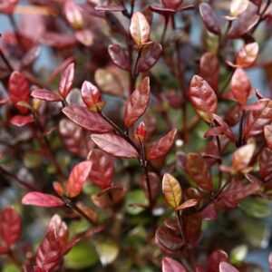 A close-up image of a Lophomyrtus 'Black Stallion' plant, showcasing small, glossy red leaves with scattered green and yellow foliage.