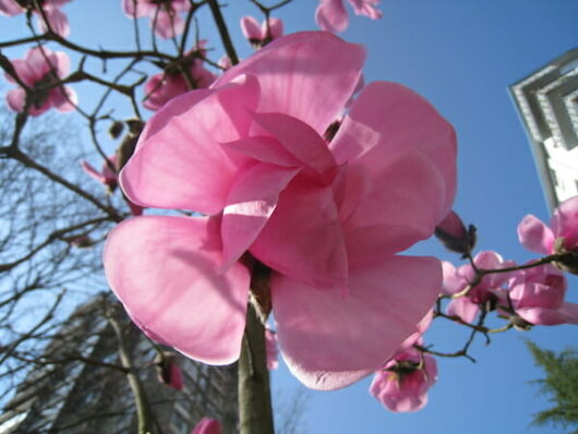 Magnolia 'Caerhays Belle'