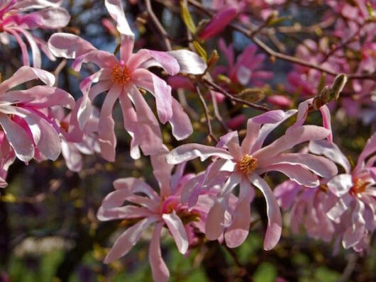 Pink Magnolia 'Leonard Messel' flowers on a tree with green leaves in an 8" pot.