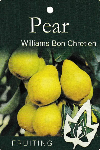 Pyrus 'William Bon Chretien' Pear label