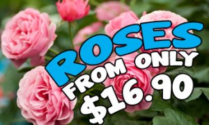 Roses-From-16-90