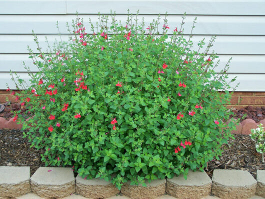 Salvia Hot Lips @ Hello Hello Plants