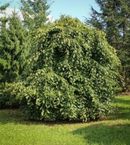 A densely leaf-covered Carpinus 'Weeping European Hornbeam' 16" Pot stands in a green grassy area, with other trees in the background.