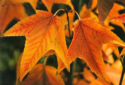 Acer 'Winter Gold' Japanese Maple