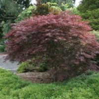 Acer 'Red Dragon' Japanese Maple