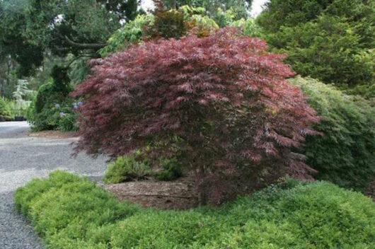 Acer 'Red Dragon' Japanese Maple 16" Pot Growers Flash Sale!