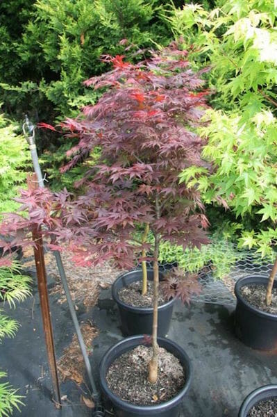 Japanese Maple Upright Red 'Okagami' - Hello Hello Plants & Garden Supplies