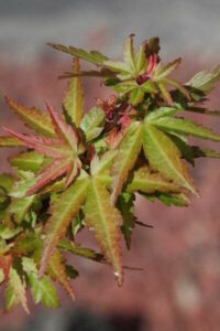 A close up of an Acer 'Murasaki Kiyohime' Japanese Maple 13" Pot leaf, a Japanese Maple variety.