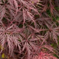 Acer 'Red Dragon' Japanese Maple