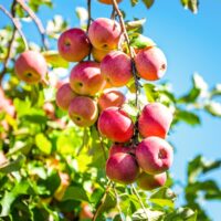 Malus 'Pink Lady' Apple 10" Pot