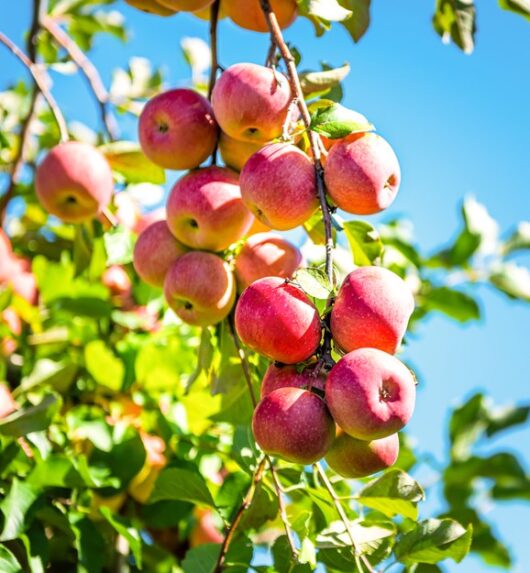 Malus 'Pink Lady' Apple