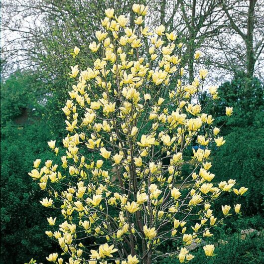 Magnolia 'Elizabeth' in full bloom with bright yellow flowers, surrounded by lush green shrubbery.