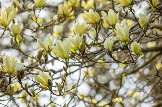 Pale yellow Magnolia 'Elizabeth' blossoms on a flowering tree with a blurred background.