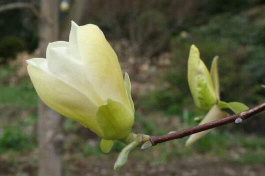 Magnolia 'Elizabeth'