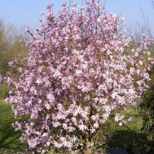 A Magnolia 'Leonard Messel' 8" Pot tree in a garden.