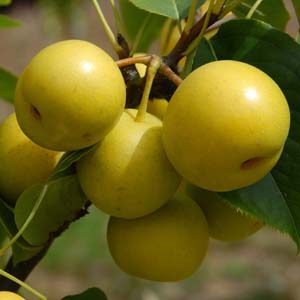 A bunch of yellow Pyrus 'Nashi Nijisseiki' Pears on a tree.