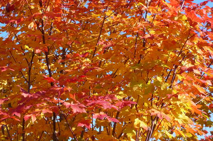 A Acer 'Herbstfeuer' Japanese Maple 13" Pot tree against a blue sky.